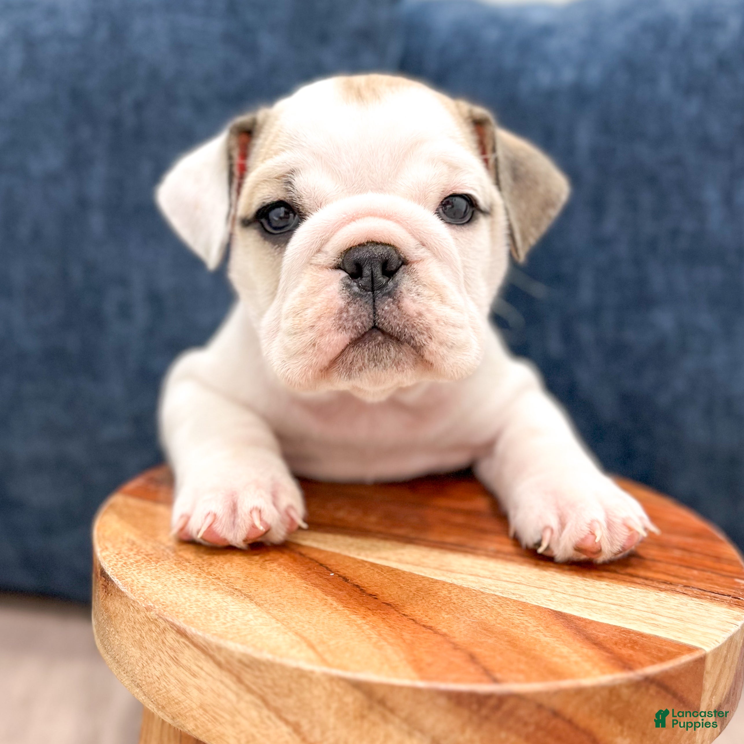 Beabull dogs Macy - Ad 2