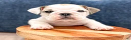 Beabull dogs for sale: Macy - Ad 2