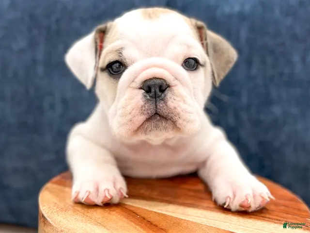 Beabull dogs Macy - Ad 2