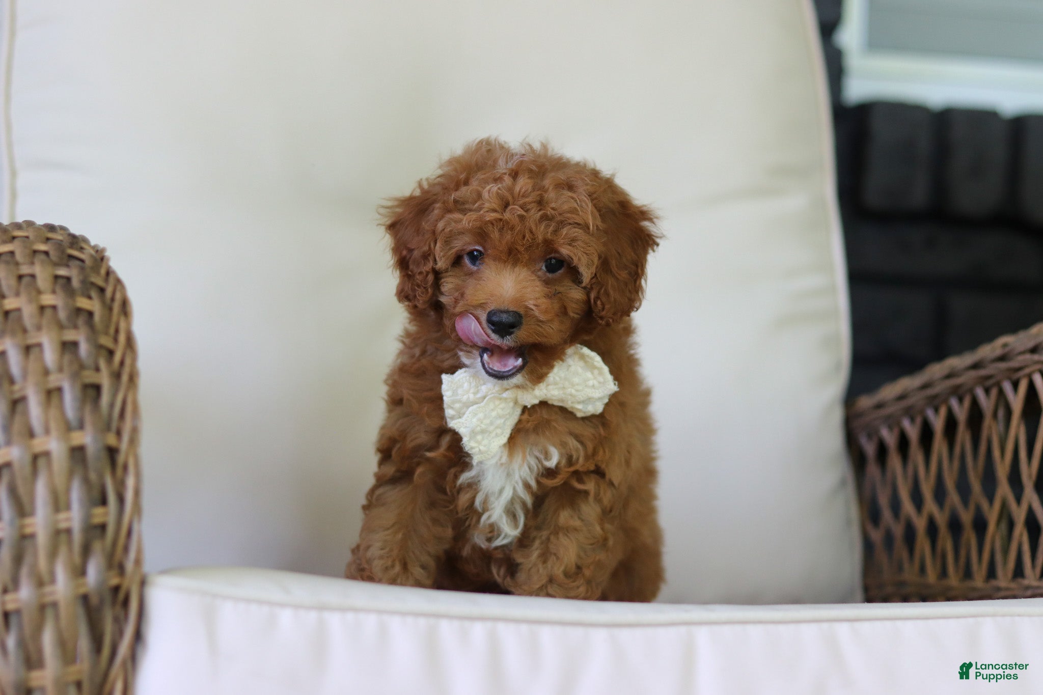 Cavapoo dogs Maggie - Ad 1