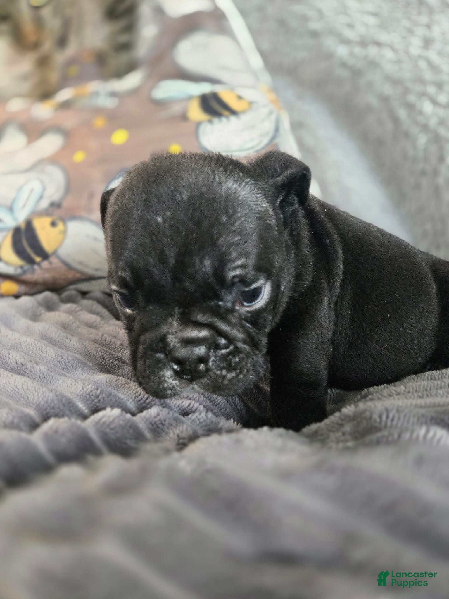 English Bulldog dogs Fred - Ad 2