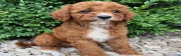 Cavapoo dogs for sale: Parker  - Ad 3