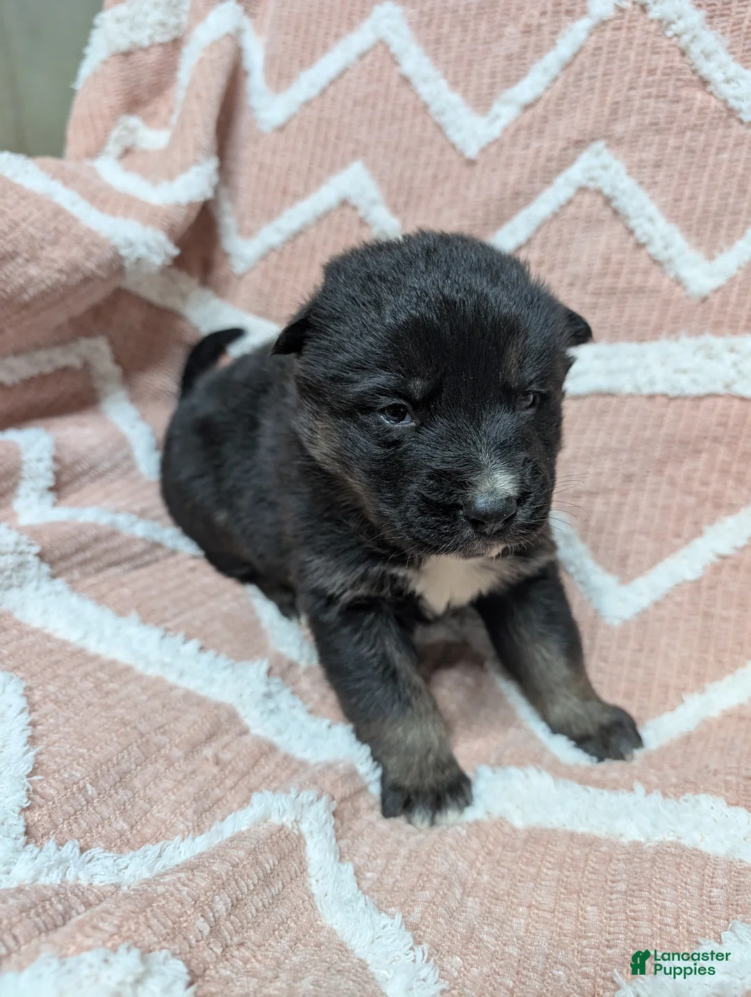 Gerberian Shepsky dogs for sale: Mia - Ad 2