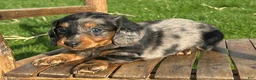 Dachshund dogs for sale: King - Ad 2