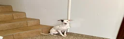 Italian Greyhound dogs for sale: JJ - Ad 6