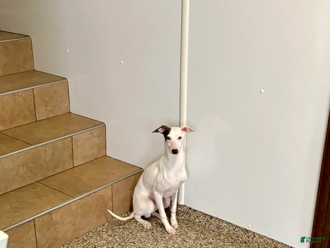 Italian Greyhound dogs for sale: JJ - Ad 6