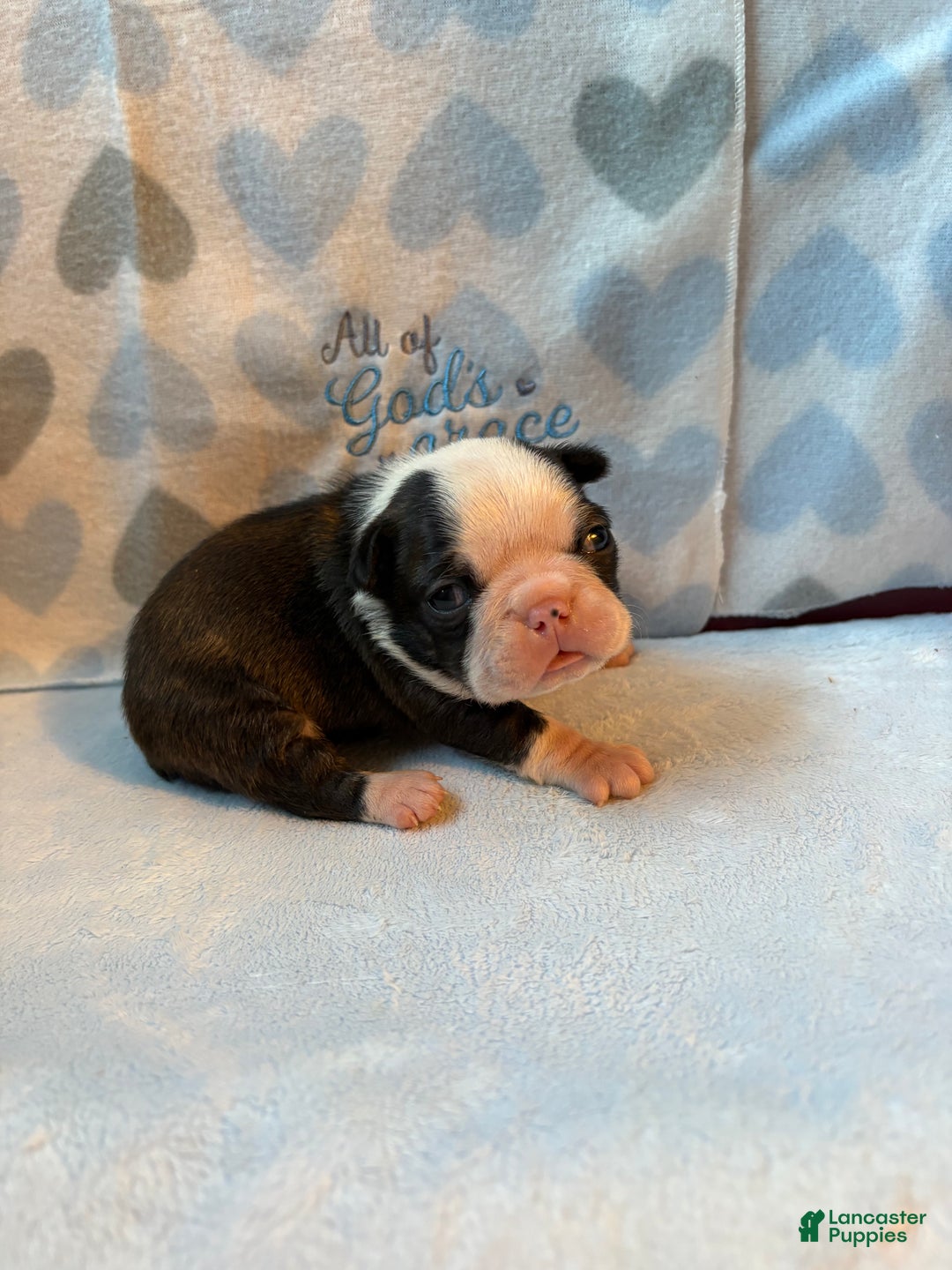 Boston Terrier dogs for sale: Boston Terrier Puppy 2 - Ad 2