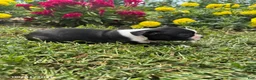 Boston Terrier dogs for sale: Harmon - Ad 3