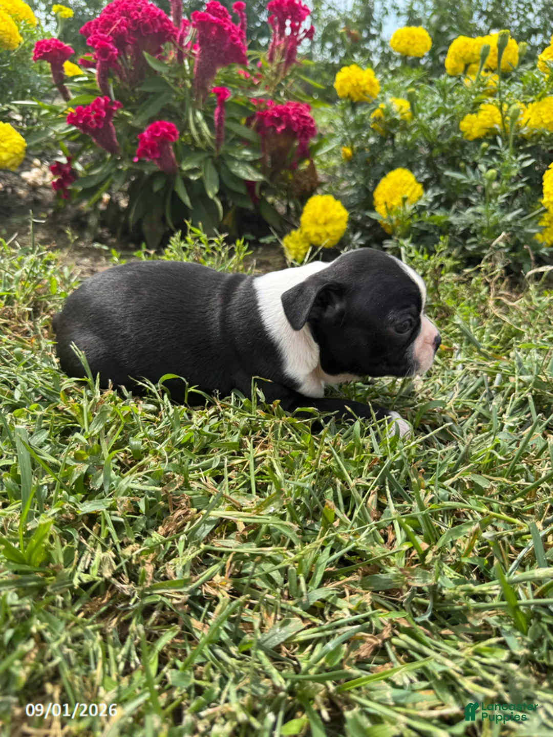 Boston Terrier dogs for sale: Harmon - Ad 3