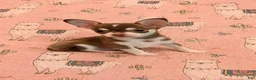 Chihuahua dogs for sale: Fritzle - Ad 3