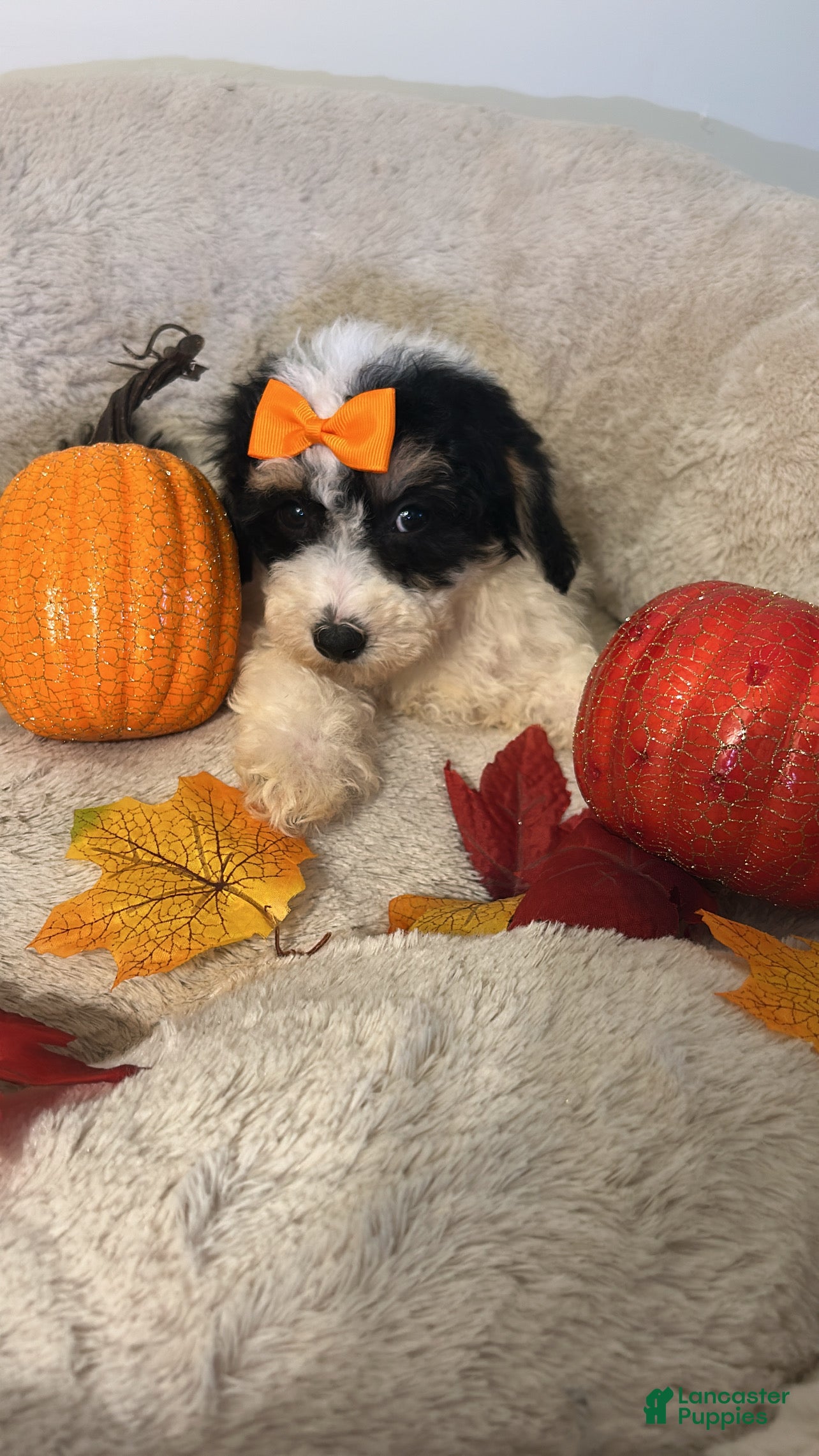 Bichpoo dogs Cookie  - Ad 4