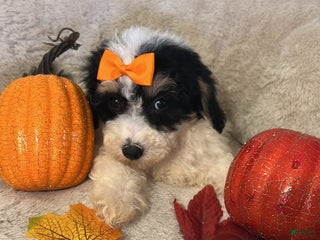 Bichpoo dogs Cookie - Ad 41