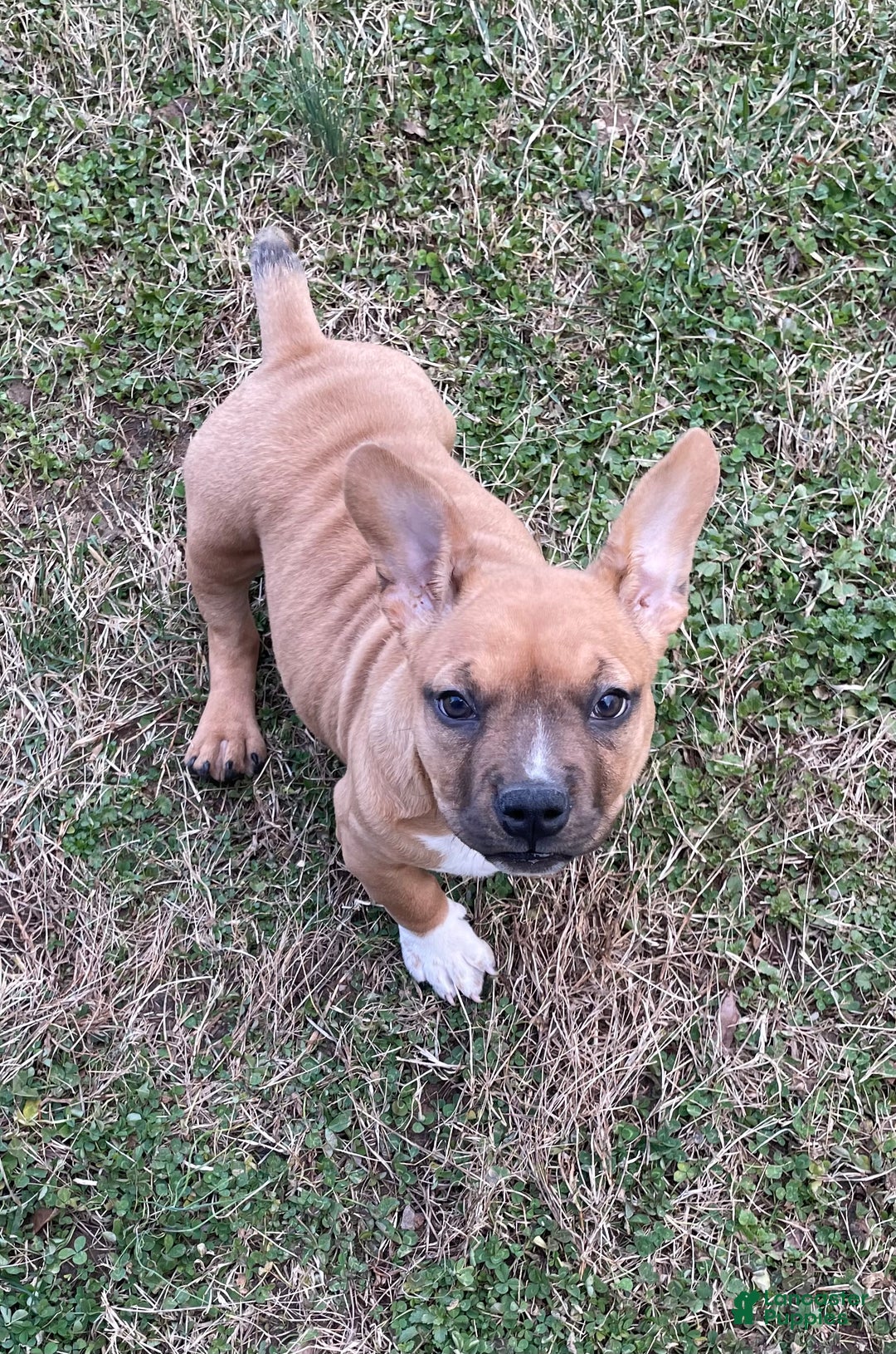 American Bully dogs for sale: Mocha - Ad 9