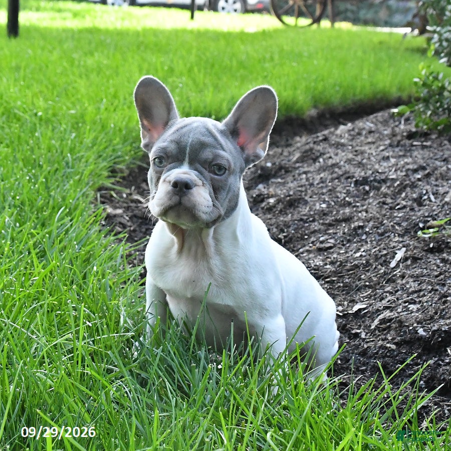 French Bulldog dogs Skipper - Ad 1