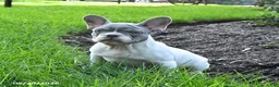 French Bulldog dogs for sale: Skipper - Ad 1