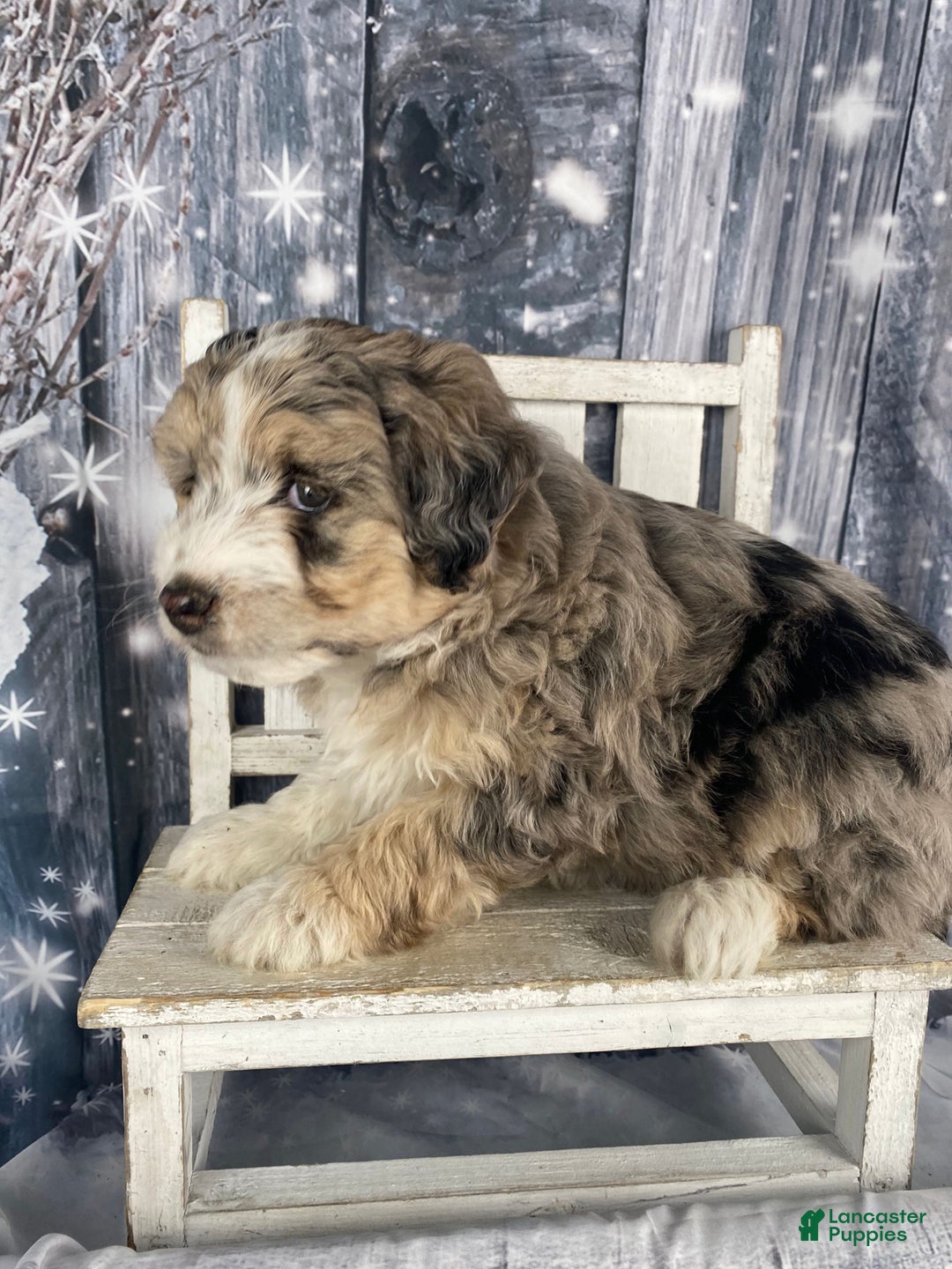 Aussiedoodle dogs for sale: Luke - Ad 8