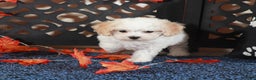 Bichpoo dogs for sale: Lily-Darling little Female Poochon - Ad 3