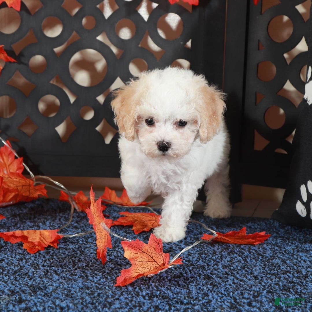 Bichpoo dogs for sale: Lily-Darling little Female Poochon - Ad 3