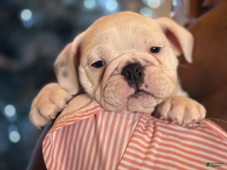 English Bulldog dogs Diesel - Ad 41