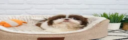 Shih Tzu dogs for sale: Andre  - Ad 5