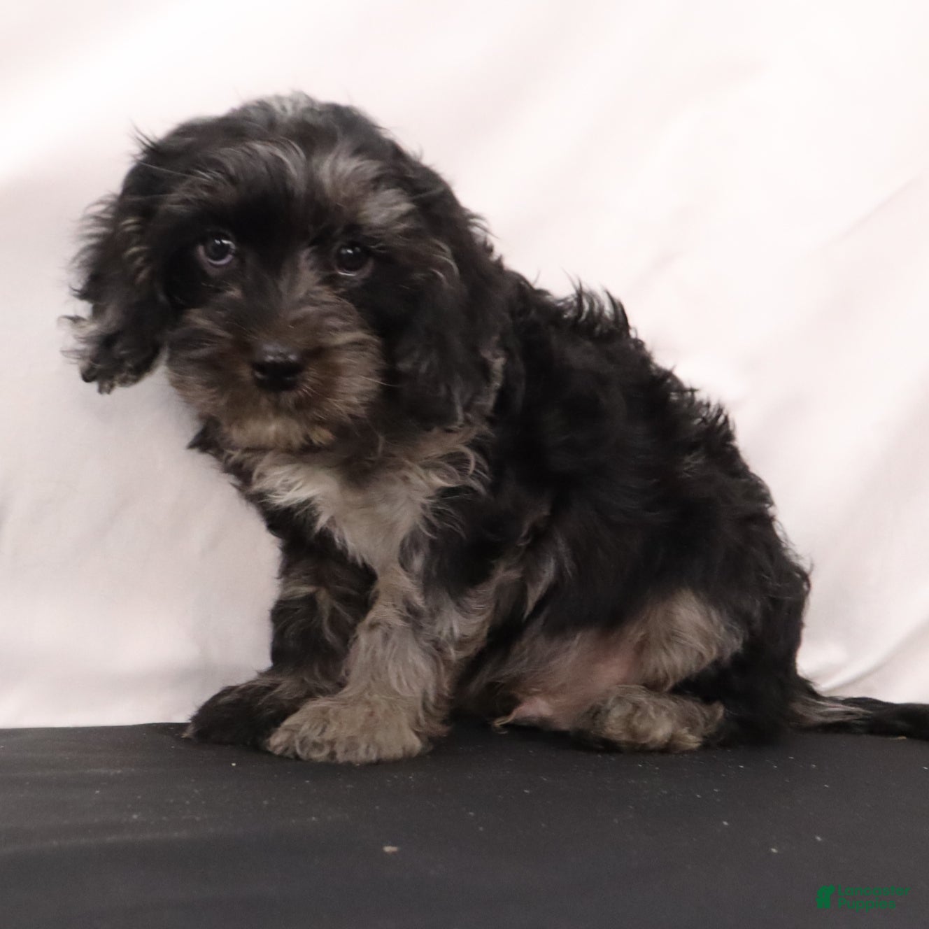 Cavapoo dogs Hank  - Ad 2