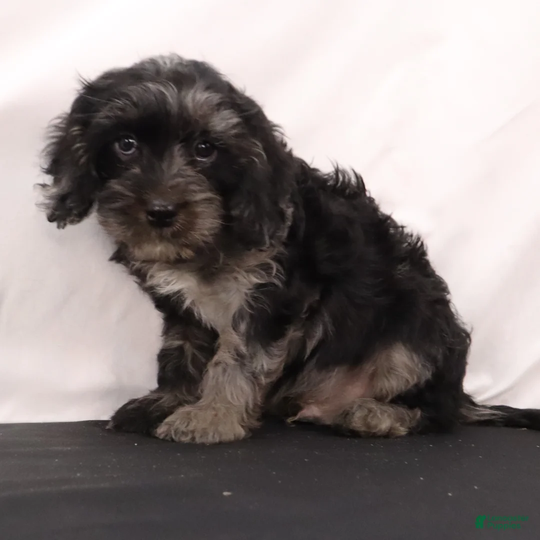 Cavapoo dogs for sale: Hank  - Ad 2
