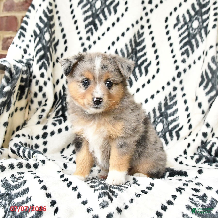 Miniature Australian Shepherd dogs Maisie - Ad 2