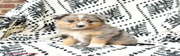 Miniature Australian Shepherd dogs for sale: Maisie - Ad 2