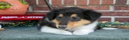 Collie dogs for sale: Rose - Ad 3
