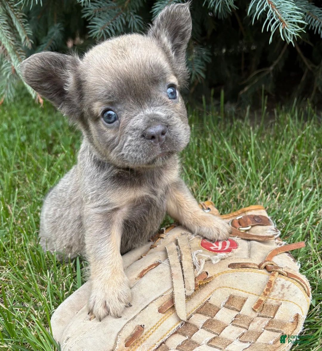 French Bulldog dogs for sale: Daisy Fluffy - Ad 2