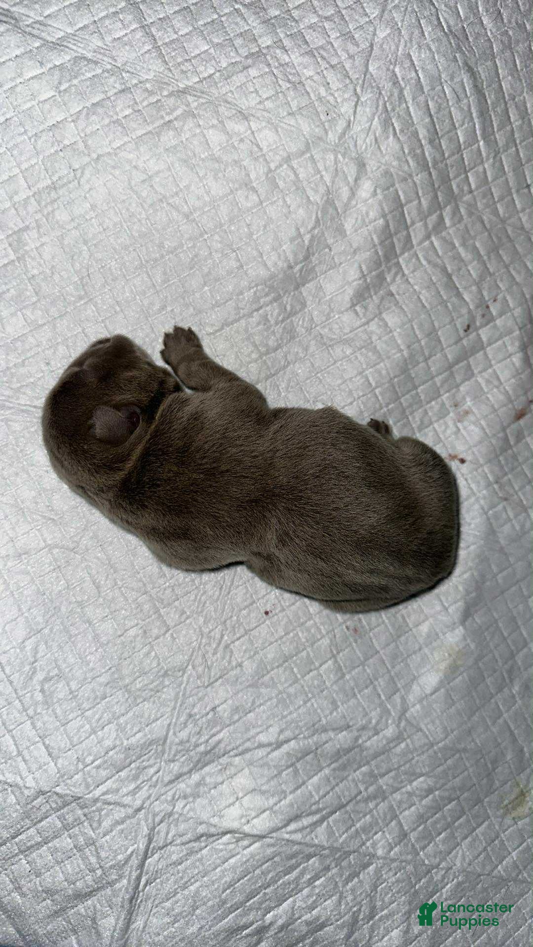 English Bulldog dogs for sale: Lilac and White Male - Ad 9