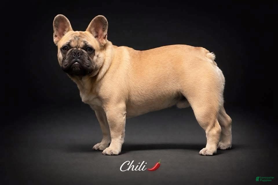 French Bulldog dogs Chilli - Ad 3