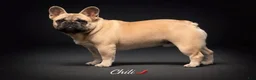 French Bulldog dogs for sale: Chilli - Ad 1