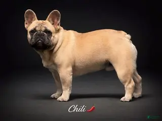 French Bulldog dogs Chilli - Ad 3