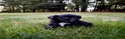 Portuguese Water Dog dogs for sale: Sarge - Ad 2