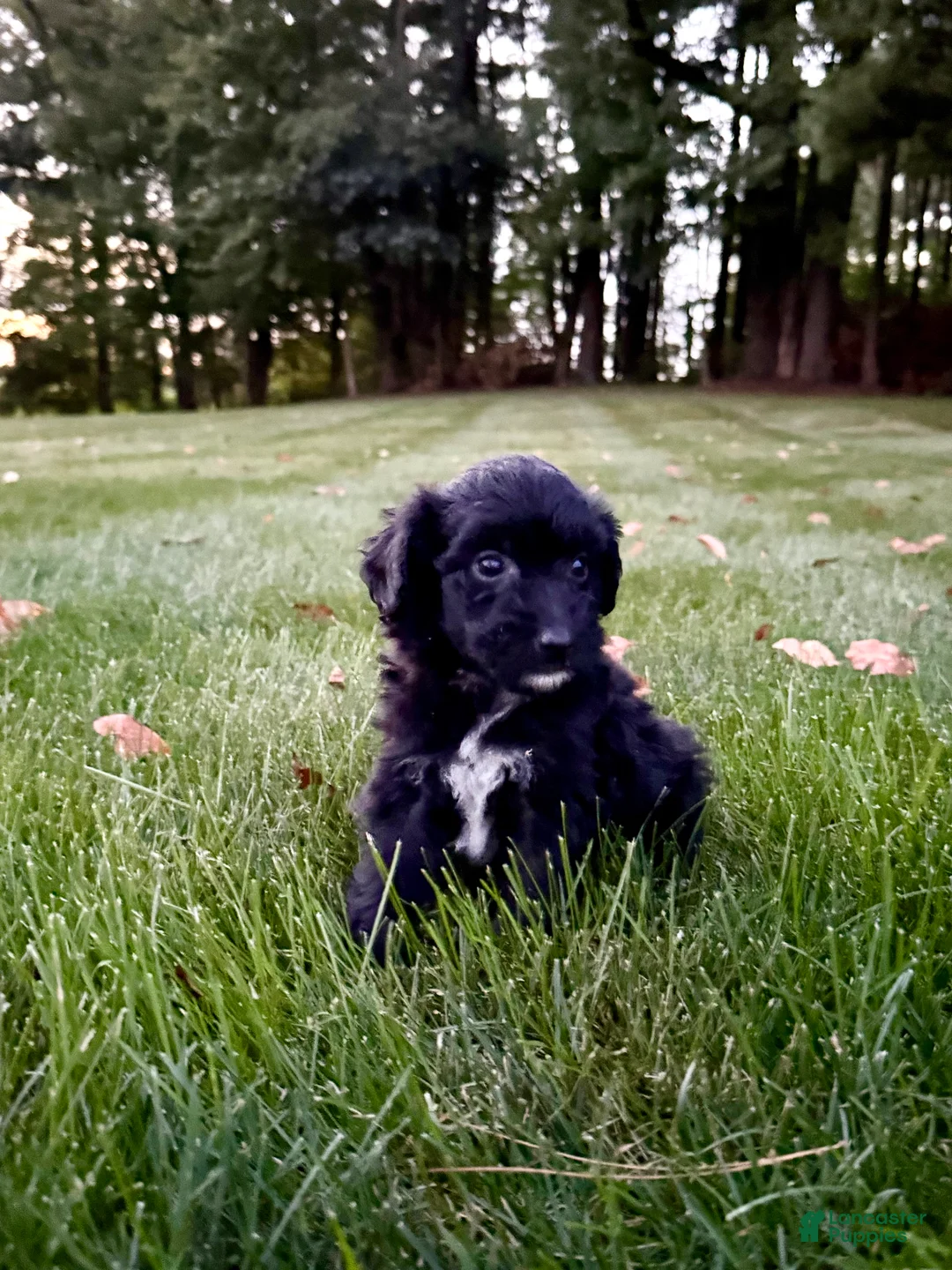 Portuguese Water Dog dogs for sale: Sarge - Ad 2
