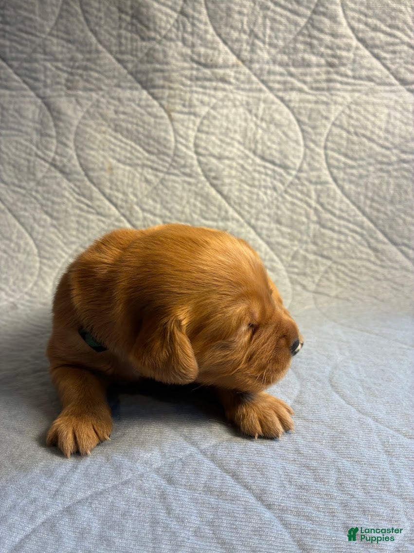 Golden Retriever dogs for sale: 2# Rooster - Ad 2