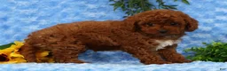 Cavapoo dogs for sale: Logan - Ad 7