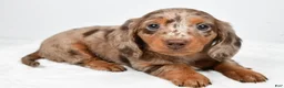 Miniature Dachshund dogs for sale: Marshall - Ad 8