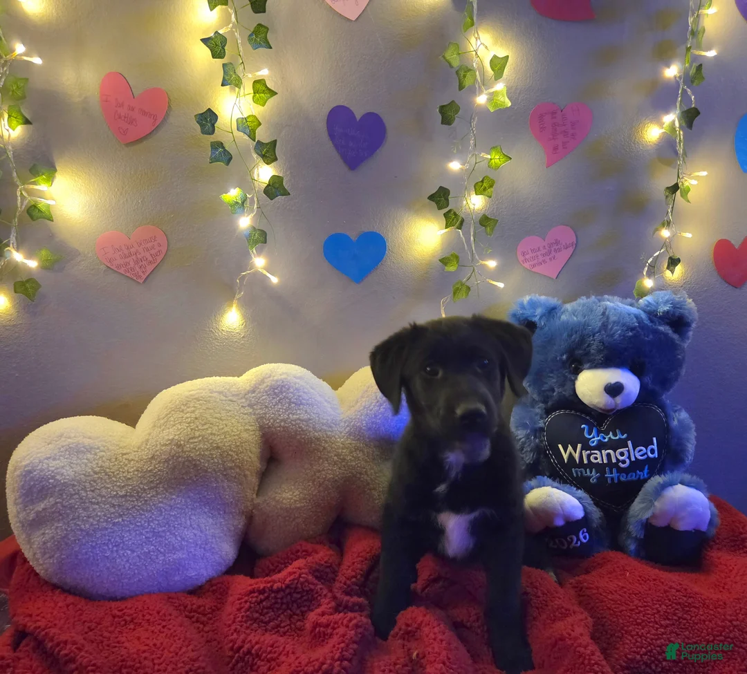 Mixed Breed dogs for sale: Baby Blue - Ad 4