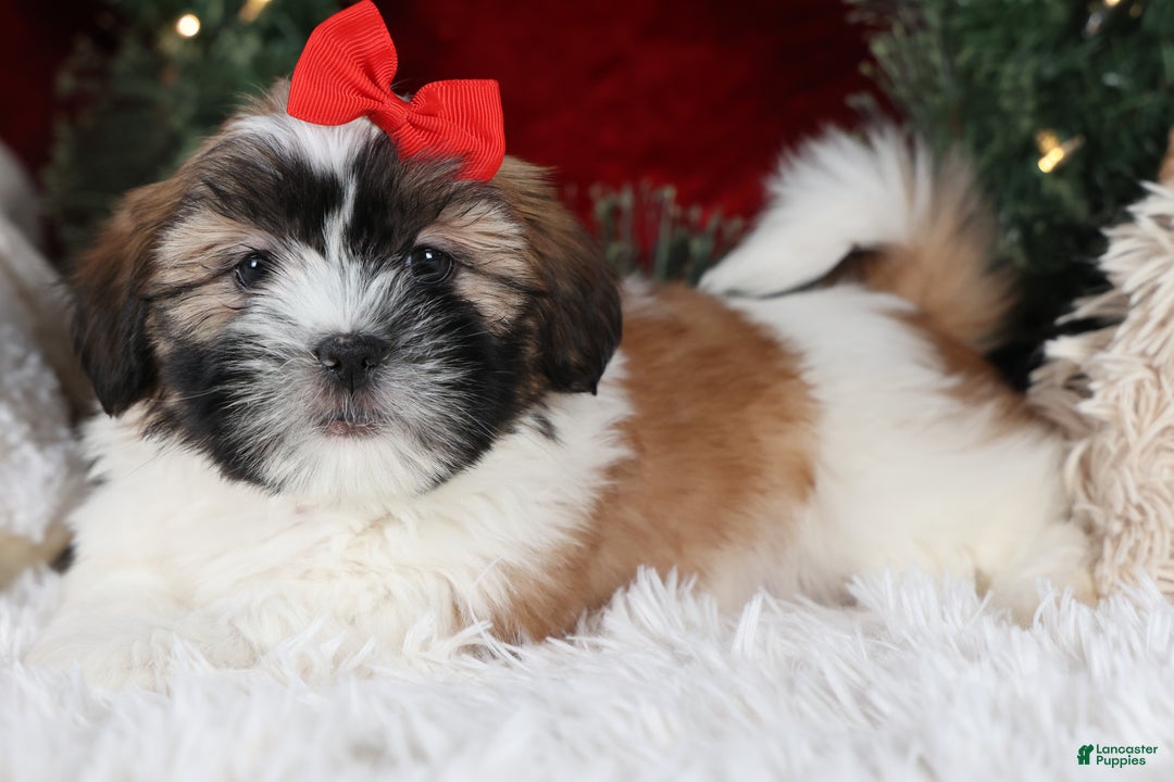 Shih Tzu dogs for sale: Joey - Ad 15
