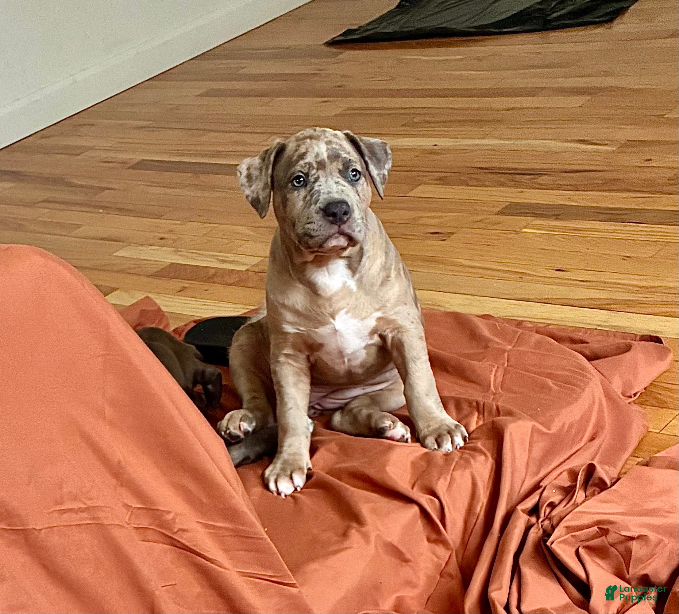 American Bully dogs American Bully (Female#2) - Ad 2