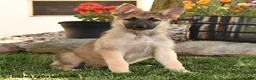 German Shepherd dogs for sale: Francis - Ad 3