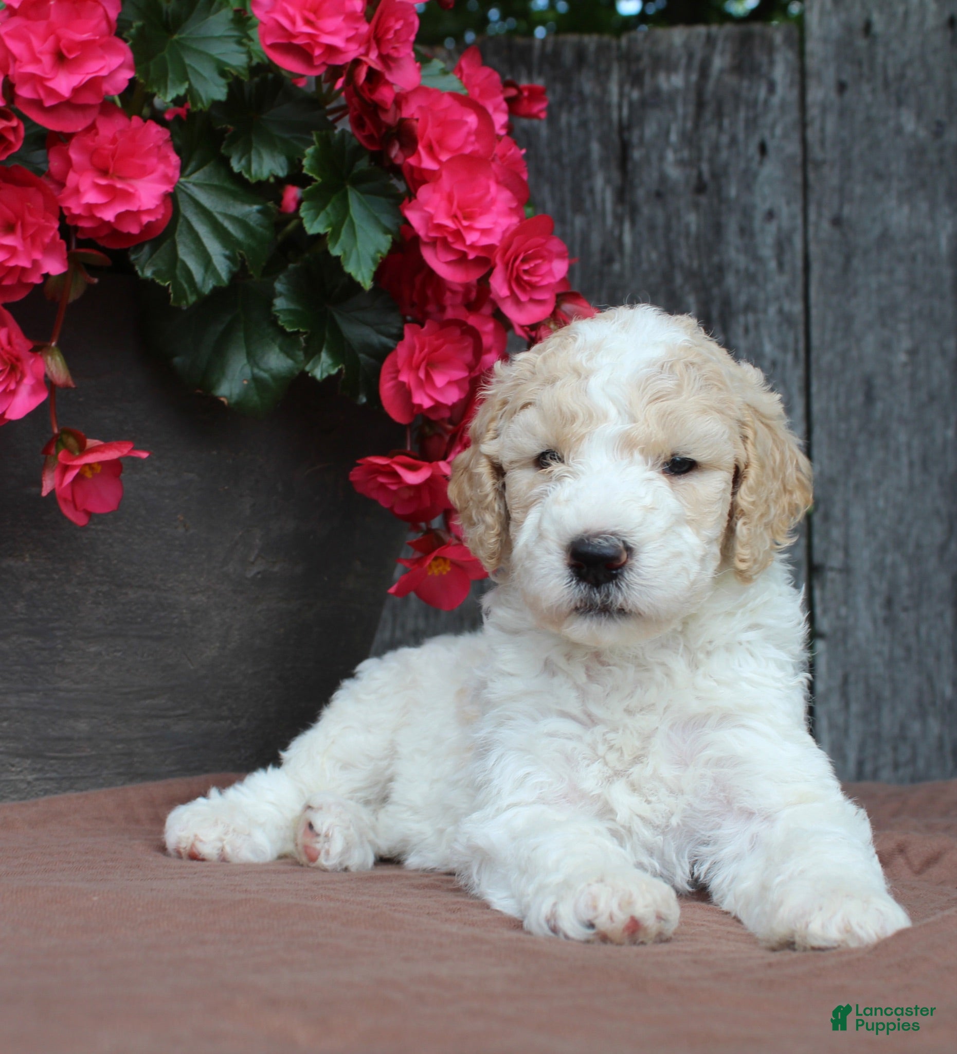 Standard Poodle dogs Willow AKC standard poodle - Ad 1