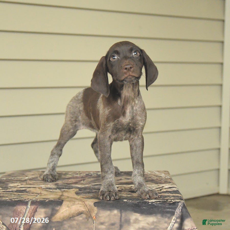 German Shorthaired Pointer dogs Daisy - Ad 2