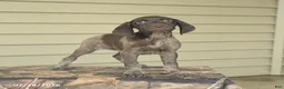 German Shorthaired Pointer dogs for sale: Daisy - Ad 4