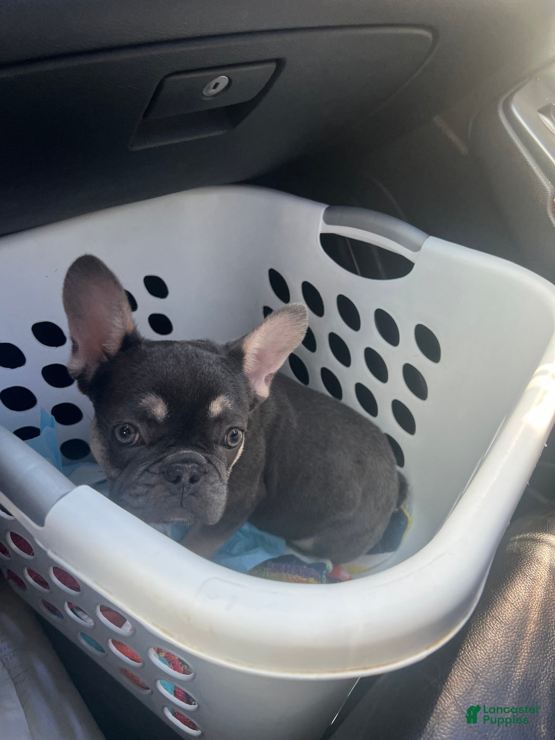 French Bulldog dogs for sale: French Bulldog Puppy 1 - Ad 3