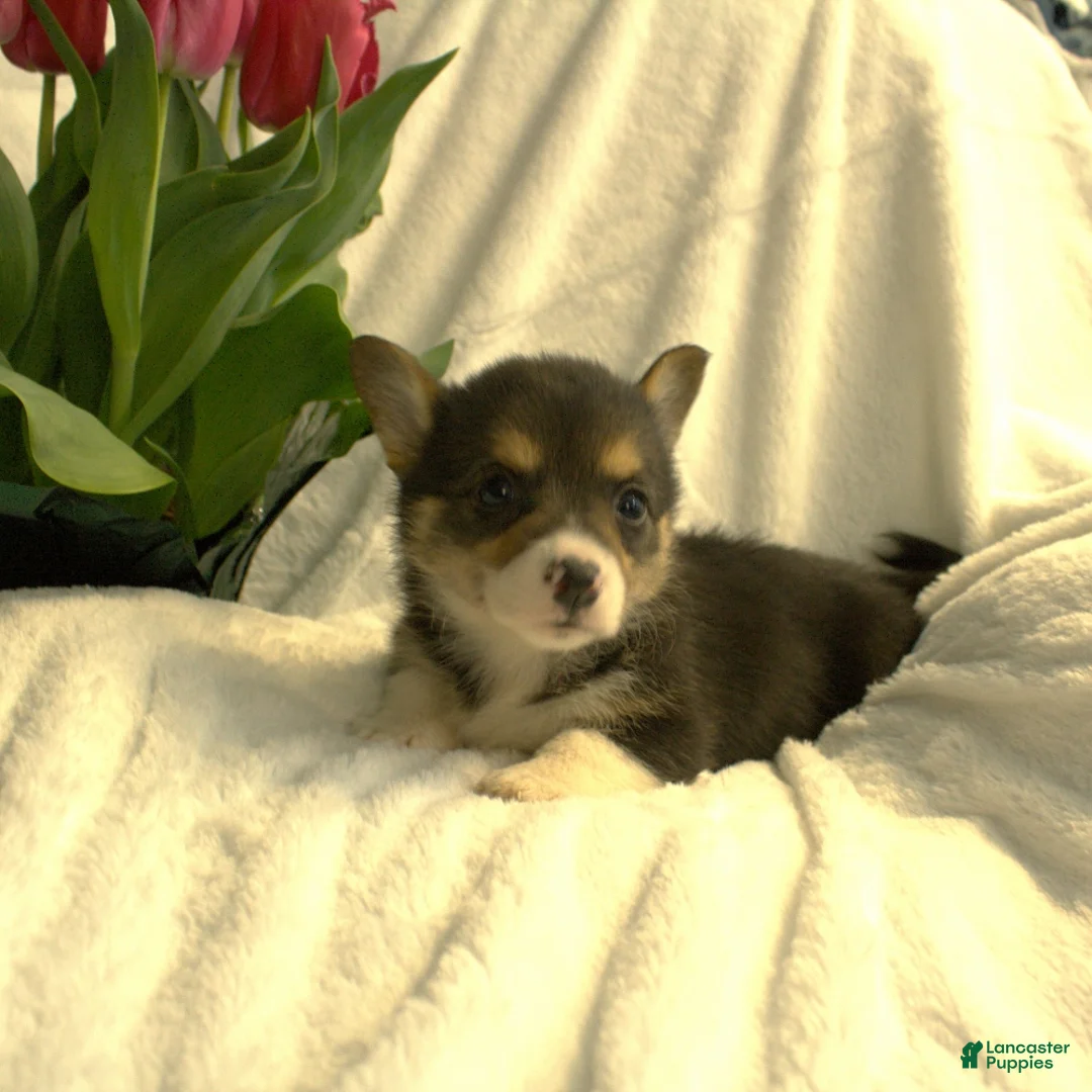 Welsh Corgi Pembroke dogs for sale: Dixie - Ad 3