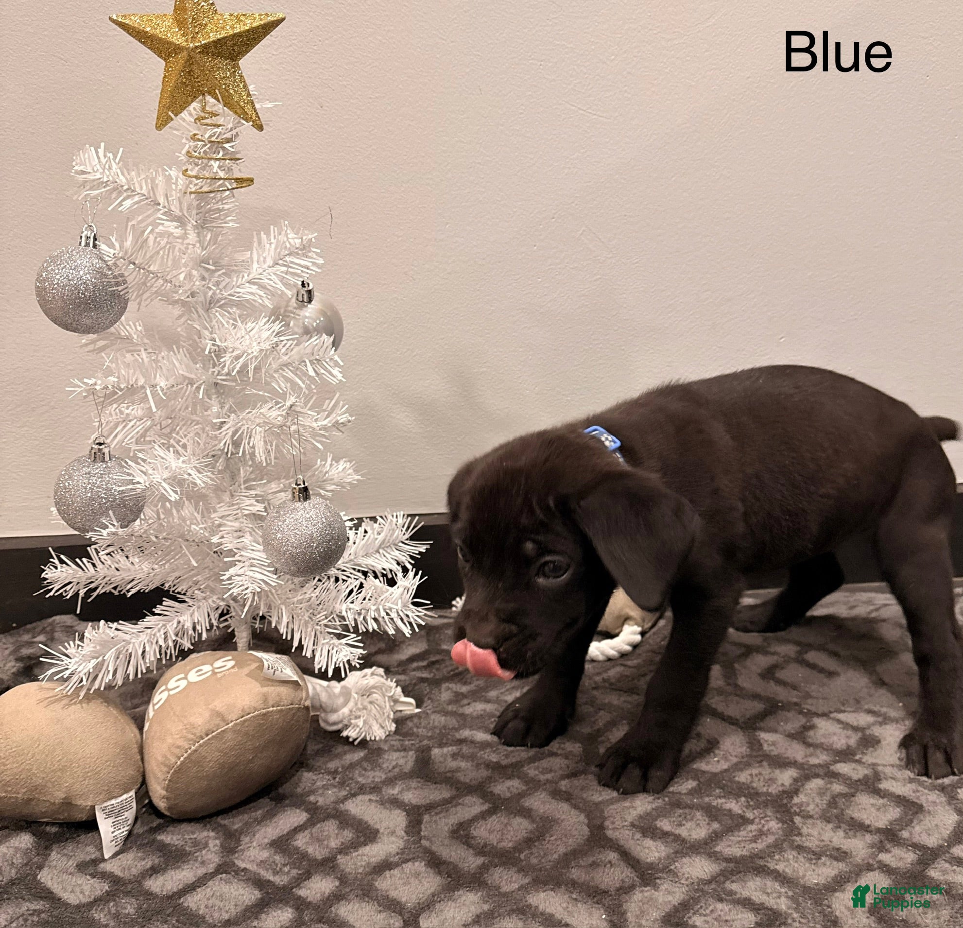 Cane Corso dogs Athena ( Dark Blue) - Ad 39