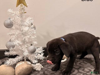 Cane Corso dogs Athena ( Dark Blue) - Ad 15